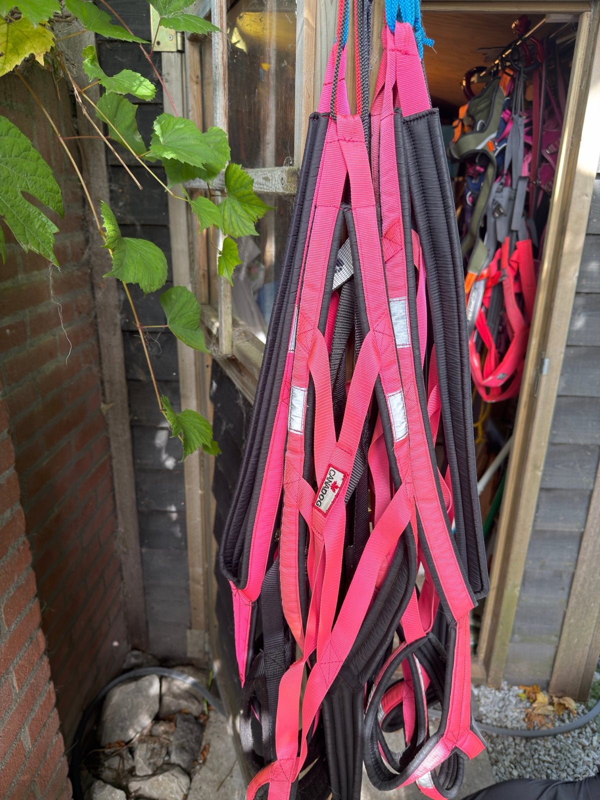 X back canadog, Dieren en Toebehoren, Ophalen of Verzenden, Gebruikt