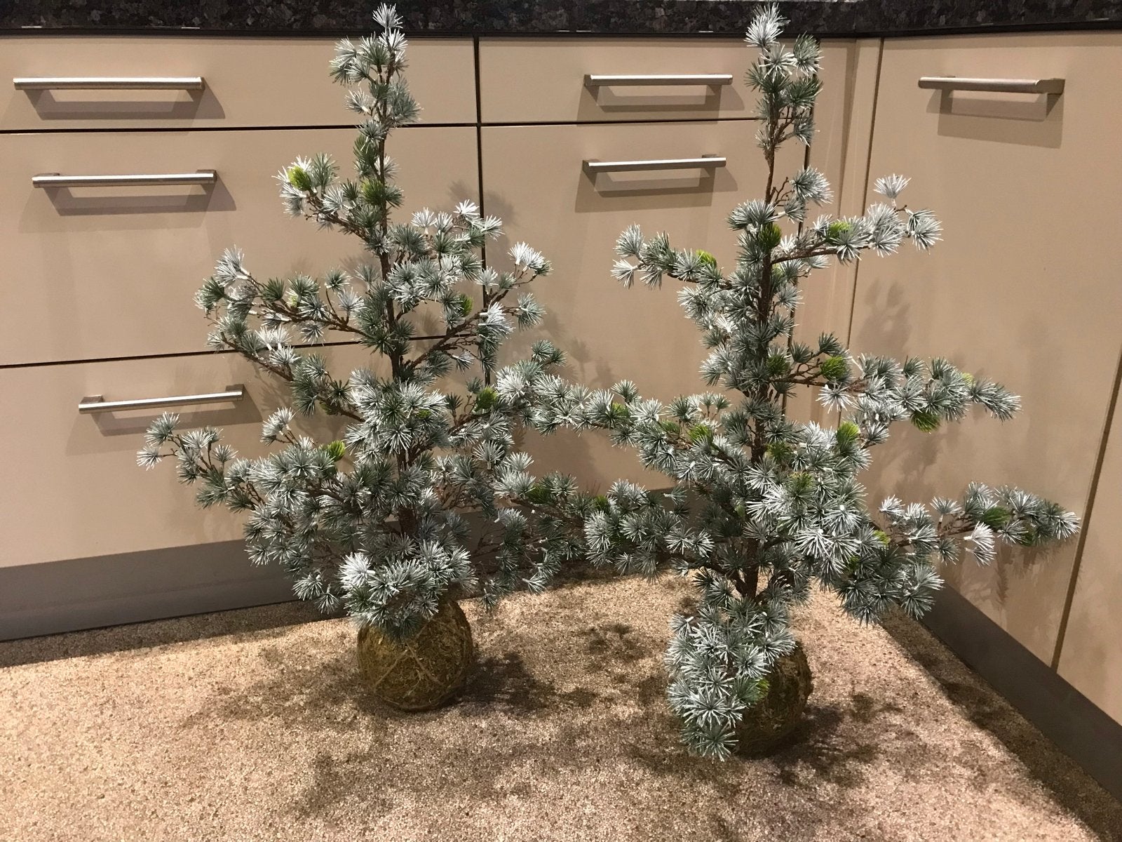 Larix  zeer mooie volle boompjes, Ophalen of Verzenden, Nieuw