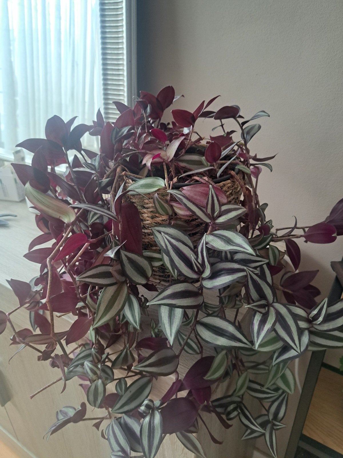 Tradescantia Zebrina - Prachtige Hangplant, Huis en Inrichting, Kamerplanten, Ophalen, Overige soorten, Halfschaduw, In pot