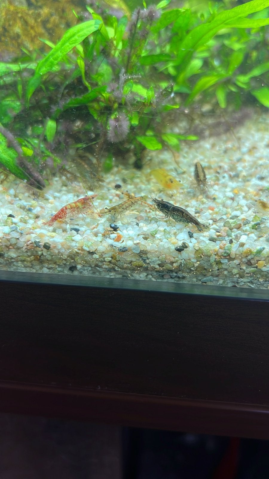 Neocaridina garnalen., Kreeft, Krab of Garnaal
