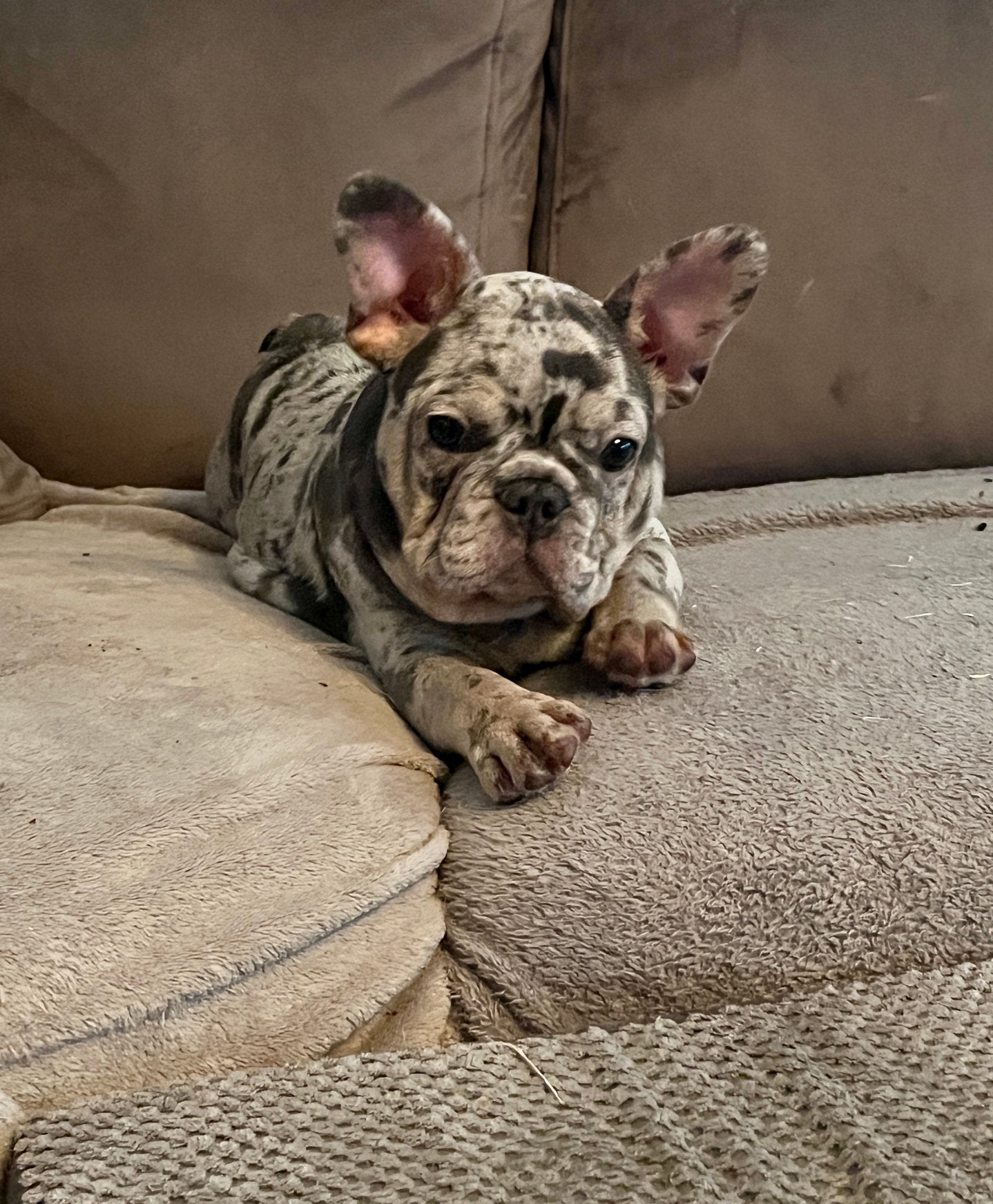 🐾 Prachtige Blue Merle Franse Bulldog pup laatste reutje 💙, 15 weken tot 1 jaar, Reu, Buitenland, Bulldog