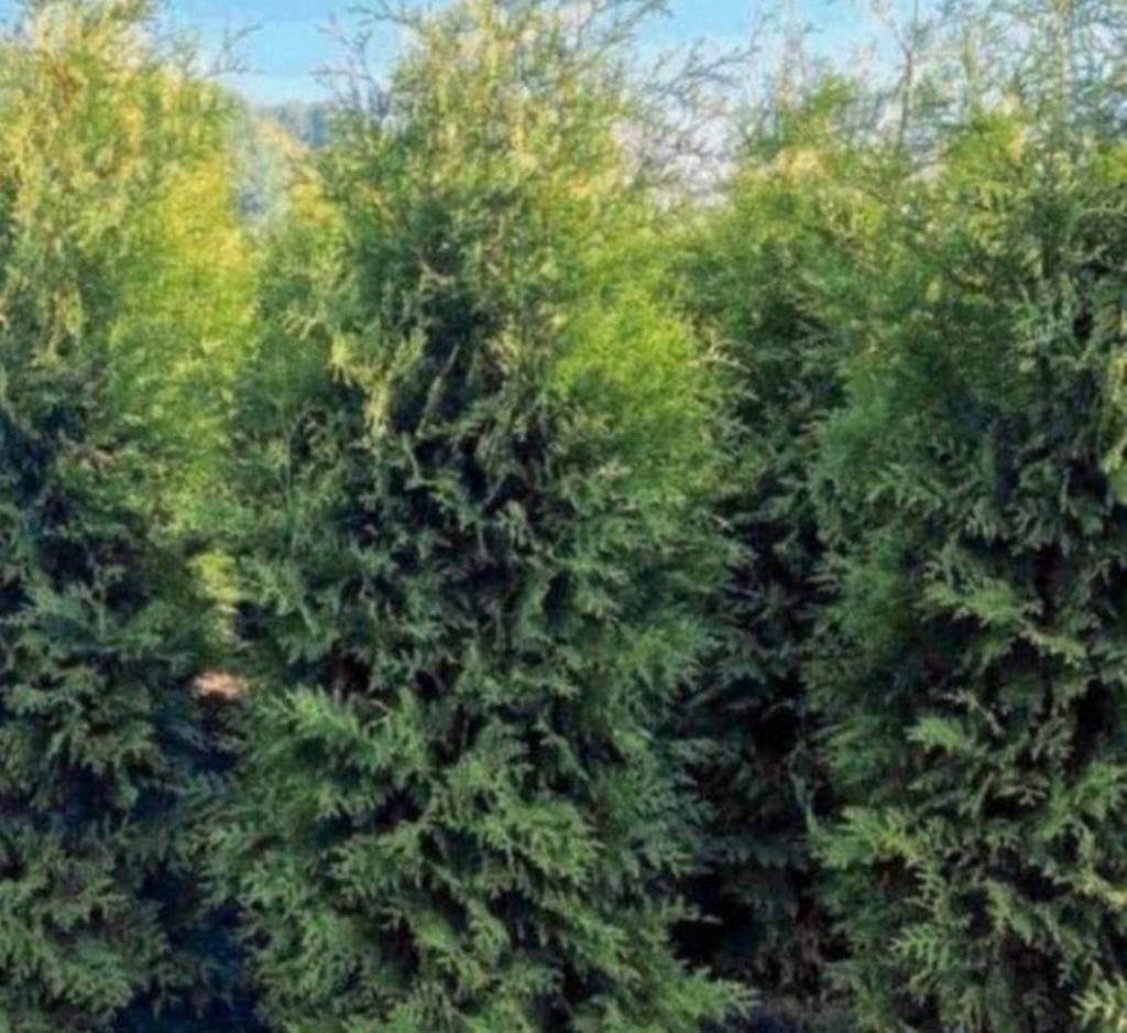 38 x Thuja Brabant AKTIE, Ophalen of Verzenden, Conifeer, 100 tot 250 cm
