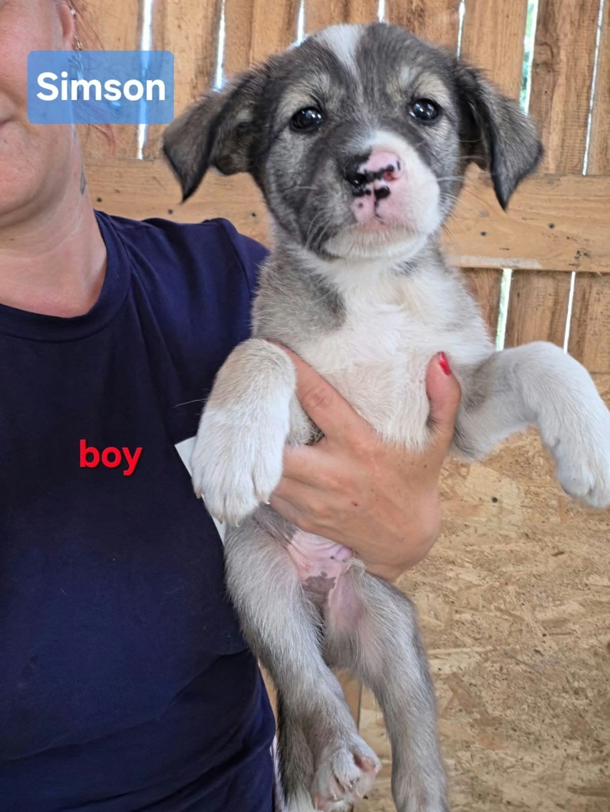 pup Simson zoekt een baasje, Dieren en Toebehoren, 15 weken tot 1 jaar, Buitenland, Eén hond, CDV (hondenziekte)