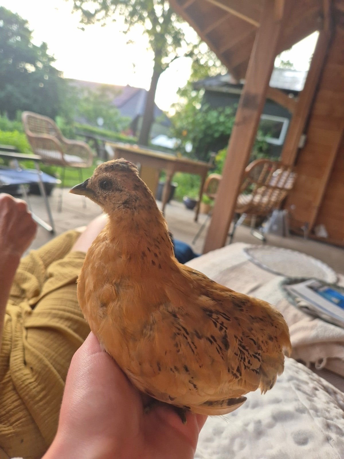 kriel kuikens 8 week, Meerdere dieren, Kip