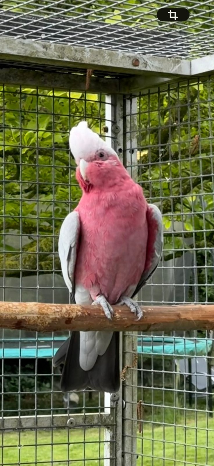 Broedrijpe rose kaketoe man, Mannelijk, Papegaai, Tam