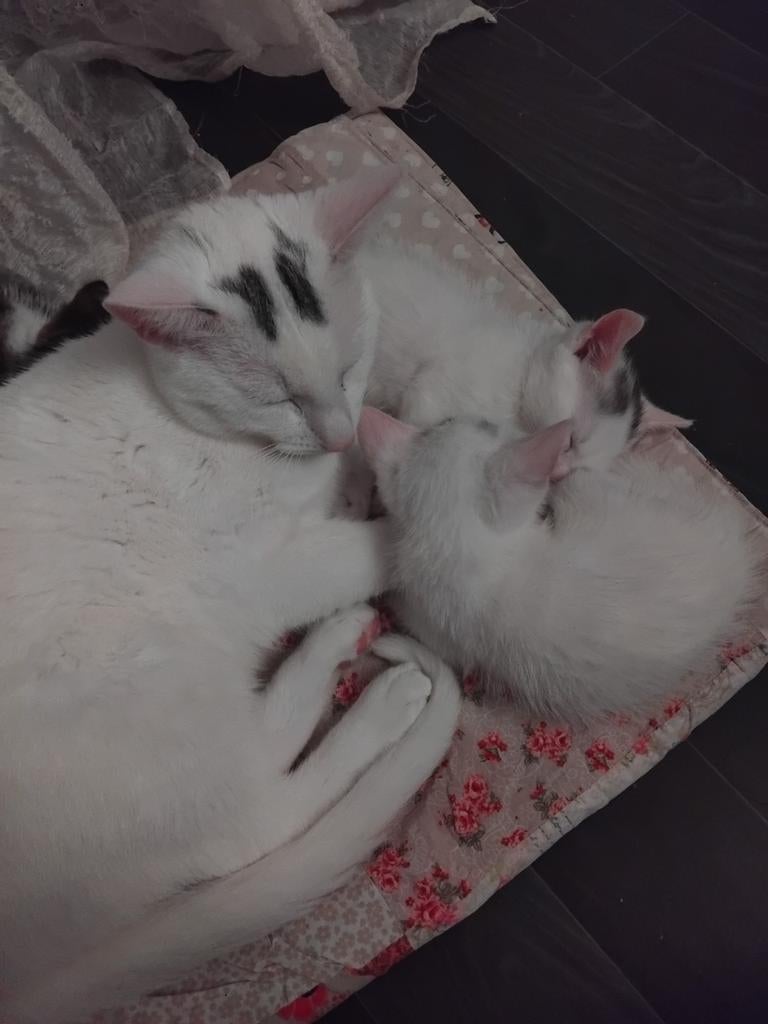Twee lieve rustige katers geboren op 14 aug 2025 9 maanden, Kater, Ontwormd, 0 tot 2 jaar