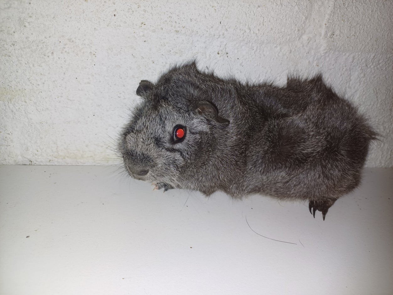meerdere borstel cavia beertjes, Cavia, Mannelijk, Januari, Tam