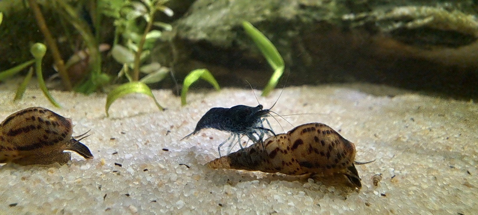 blauwe garnaaltjes, Dieren en Toebehoren, Vissen | Aquariumvissen, Kreeft, Krab of Garnaal