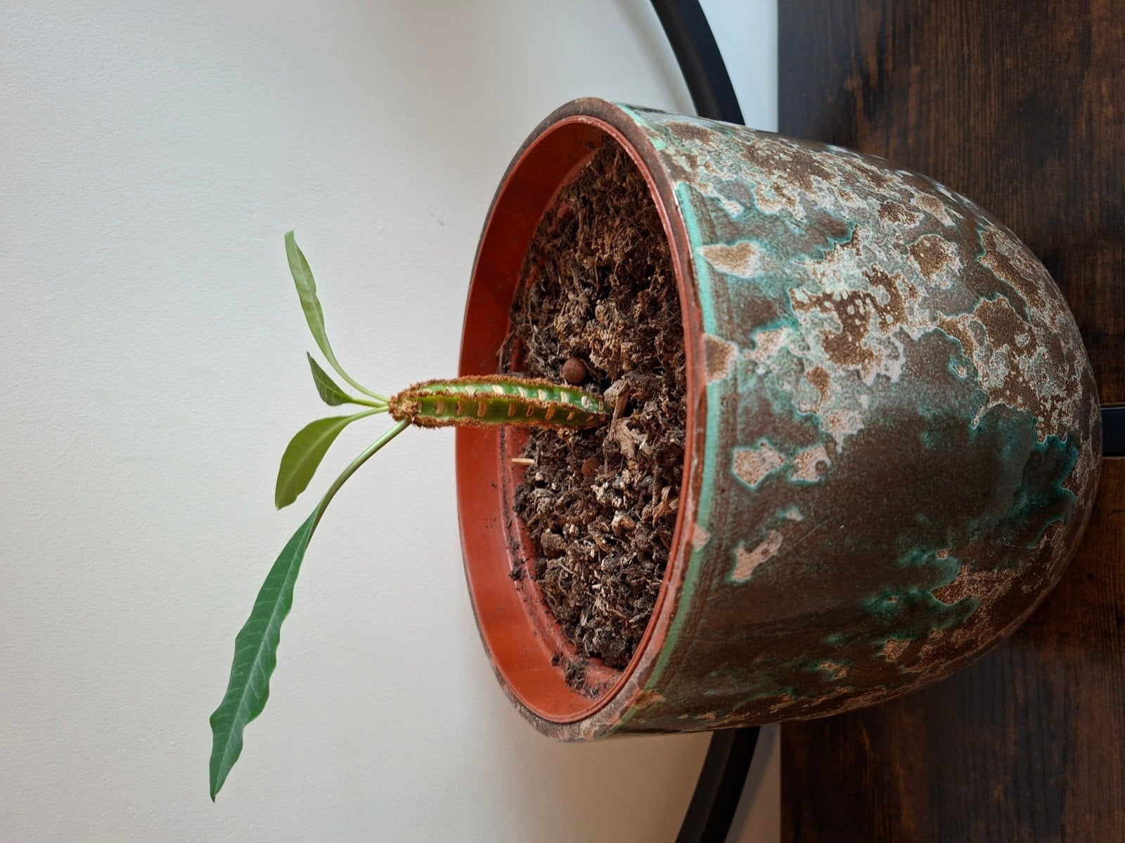 Euphorbia Leuconeura (Madagascar Jewel) - Jonge Plant, Huis en Inrichting, Kamerplanten, Ophalen, Overige soorten, Halfschaduw