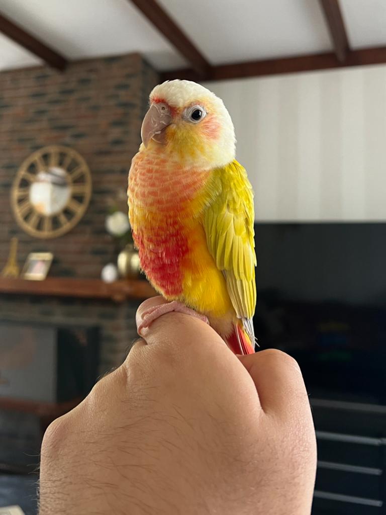 Jonge suncheek pyrrhura!, Geslacht onbekend, Parkiet, Geringd