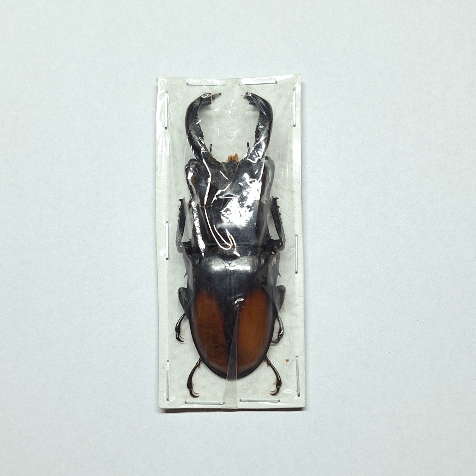 onopgezette Hexarthrius parryi kever ca65-69mm, Ophalen of Verzenden, Nieuw, Insect, Opgezet dier