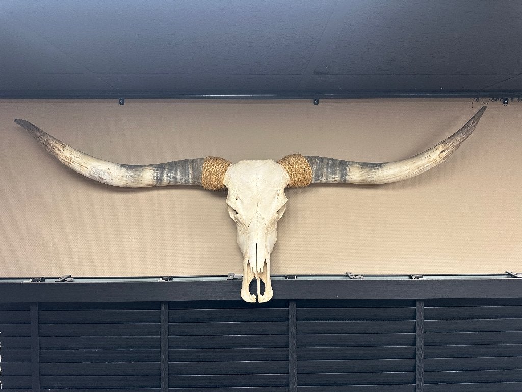 Prachtige Longhorn schedel, Western, Ophalen of Verzenden, Nieuw, Wandsculptuur