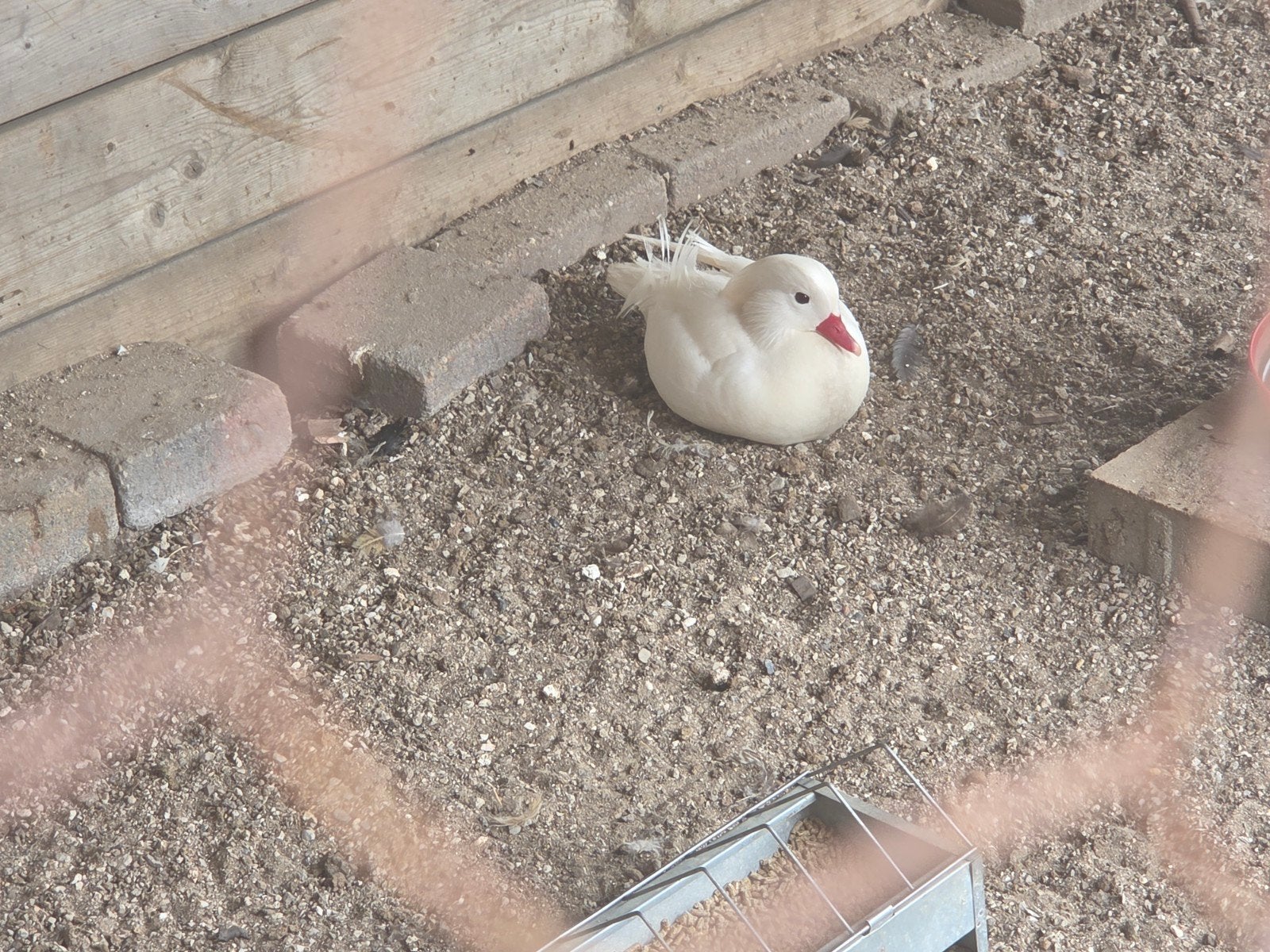 Witte manderijneend, Dieren en Toebehoren, Meerdere dieren, Eend