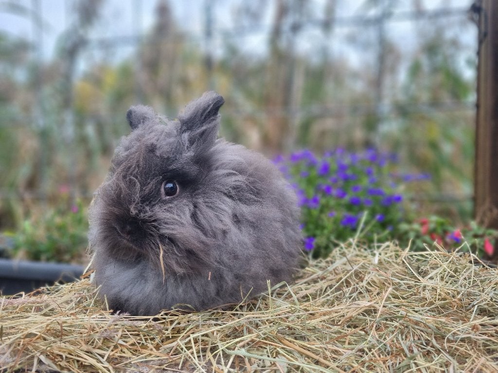 Teddywidder dwerghangoor konijntjes, Dieren en Toebehoren, Meerdere dieren, Dwerg