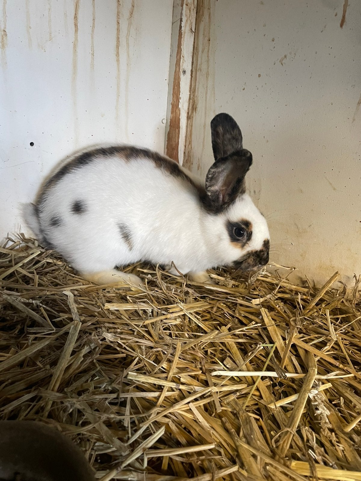 Jonge rijnlanders, Meerdere dieren, Middelgroot, 0 tot 2 jaar