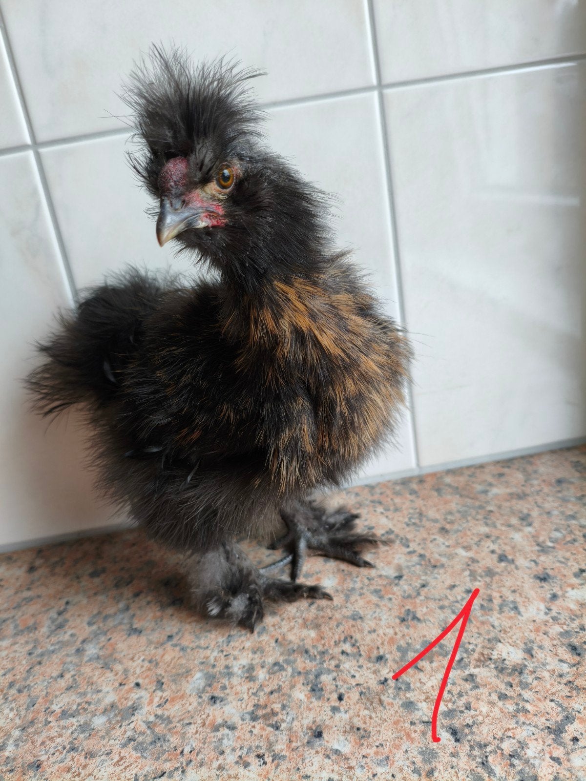 wegens een overschot aan hanen. 2x Schattige Zijdehoen-Haan, Dieren en Toebehoren, Pluimvee, Mannelijk, Kip