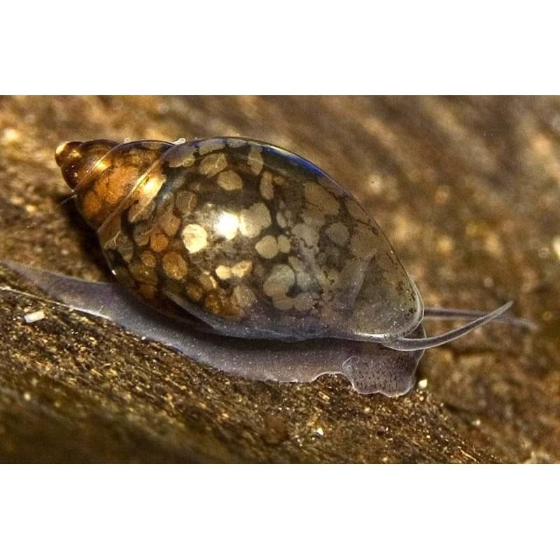 Gezocht  slakken, Dieren en Toebehoren, Vissen | Aquariumvissen