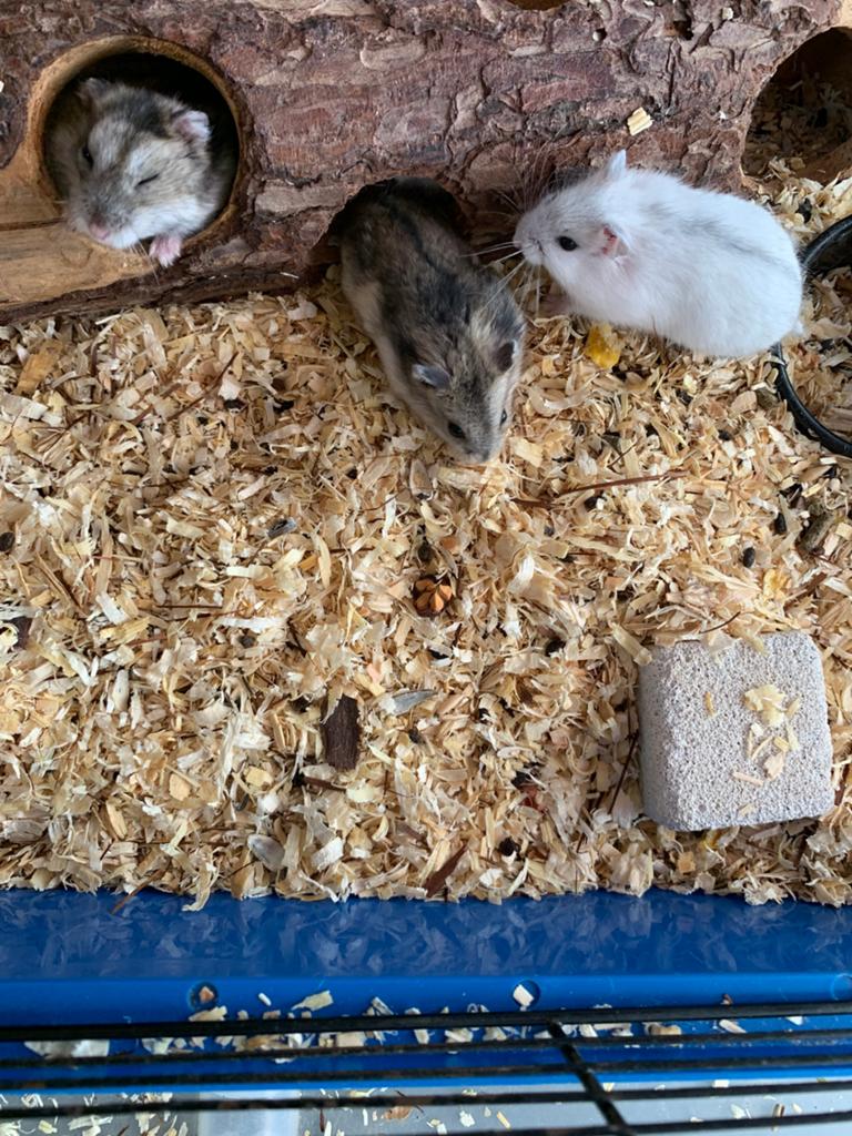 Jonge hamsters 4 stuks, Hamster, April, Meerdere dieren, Tam