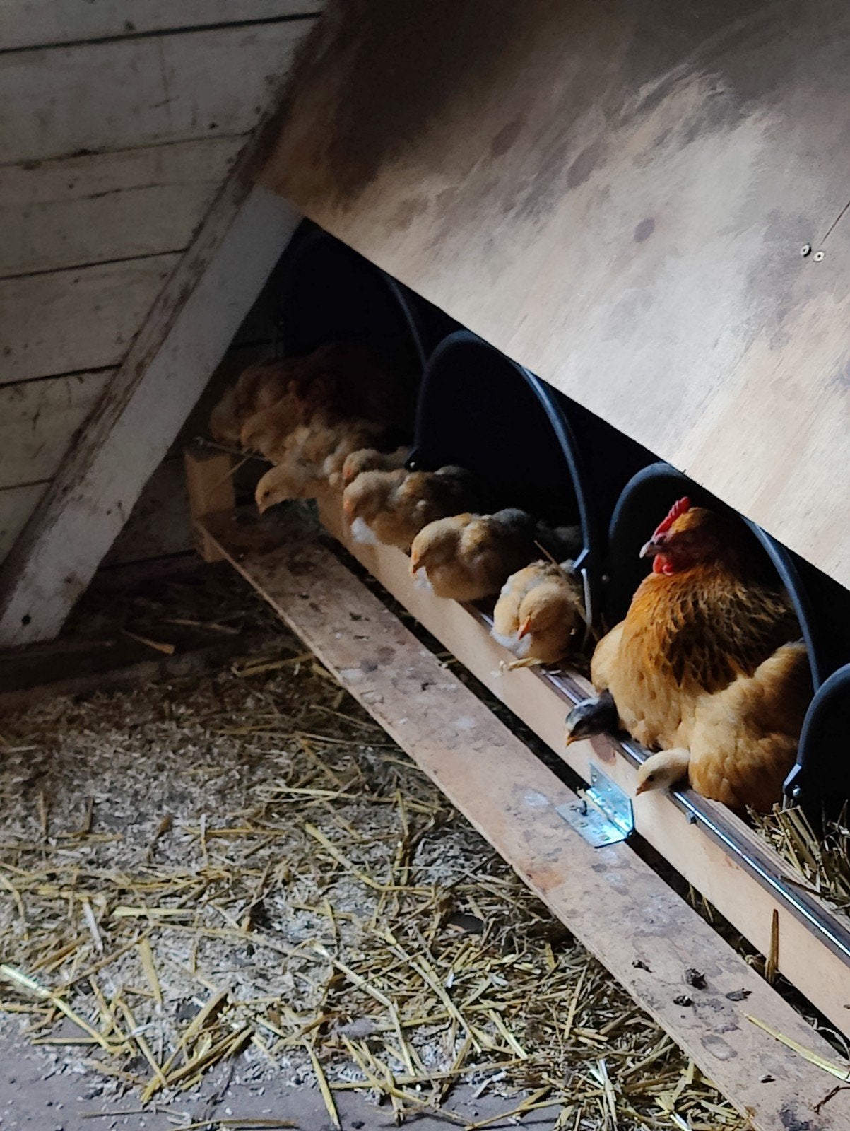Hanen, haantjes, kuikens, aangeboden Gratis (Sussex, Amrock), Mannelijk, Kip