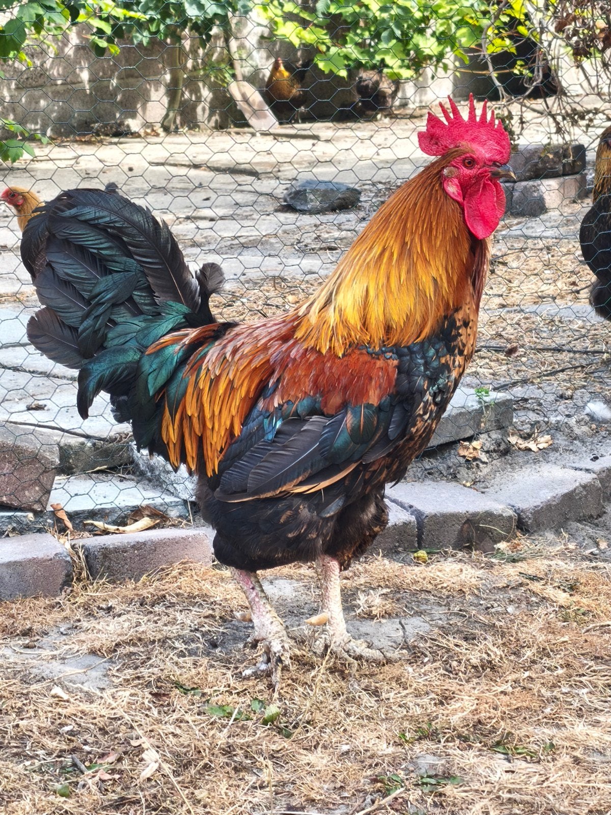 Hanen (evt samen met 8 kippen), Dieren en Toebehoren, Mannelijk, Kip