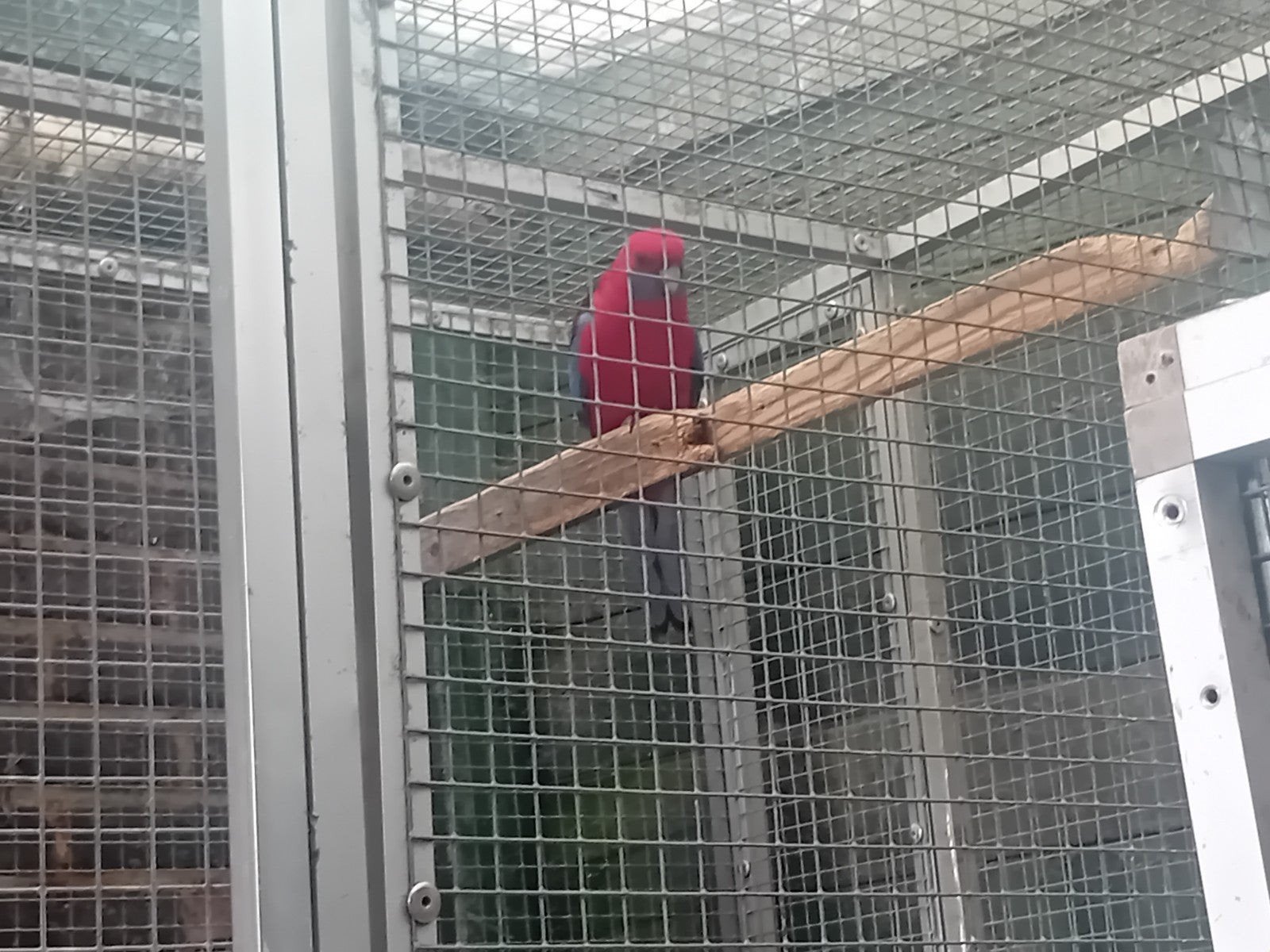 koppel pennanten, Meerdere dieren, Parkiet