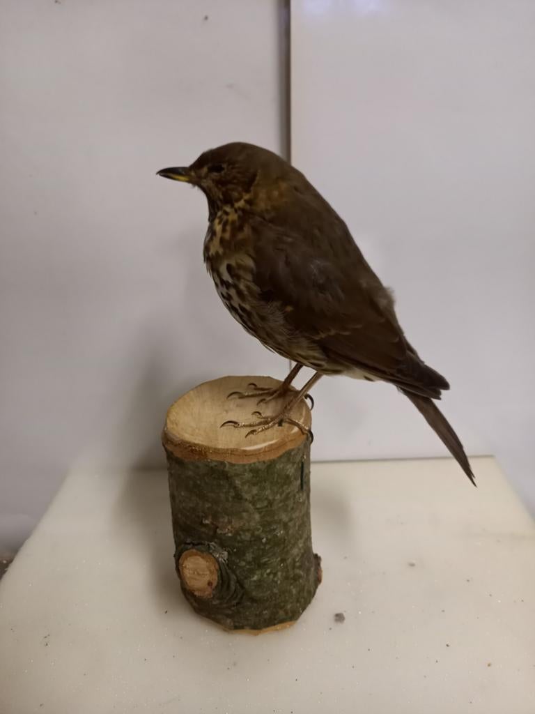 Opgezette zanglijster, Ophalen of Verzenden, Zo goed als nieuw, Vogel, Opgezet dier