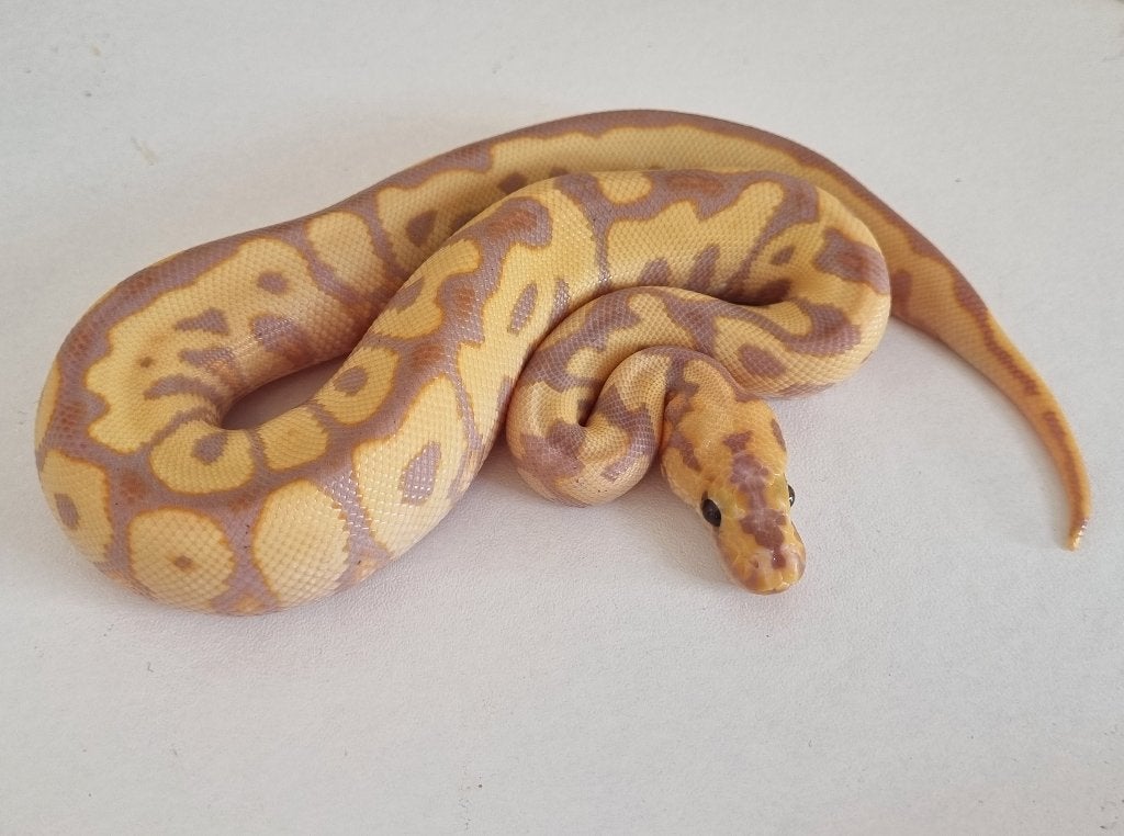 1.0 spotnose banana (od) clown koningspython python regius Ball Python photo 3