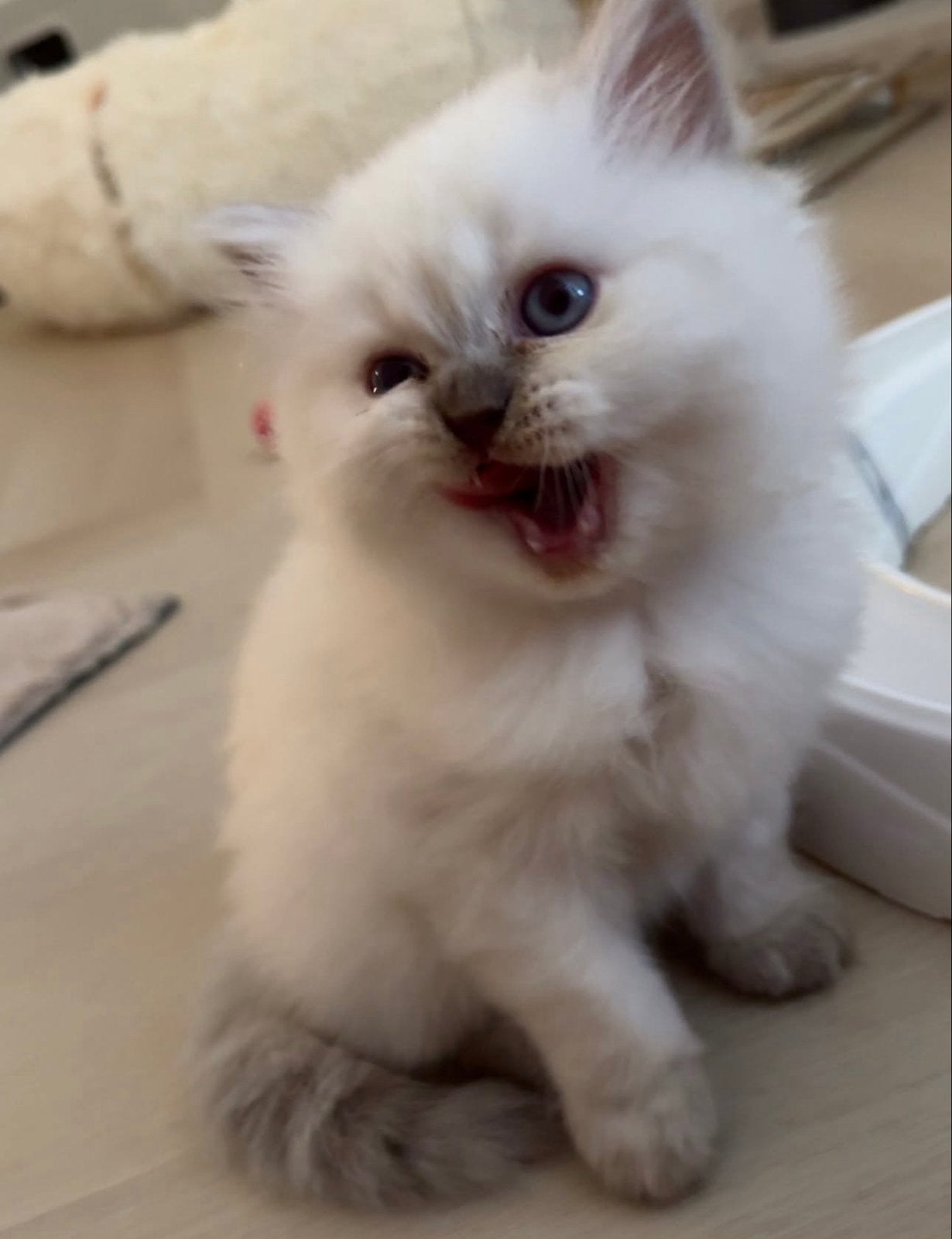 7 Brits Langhaar kittens beschikbaar in Roermond, Meerdere dieren