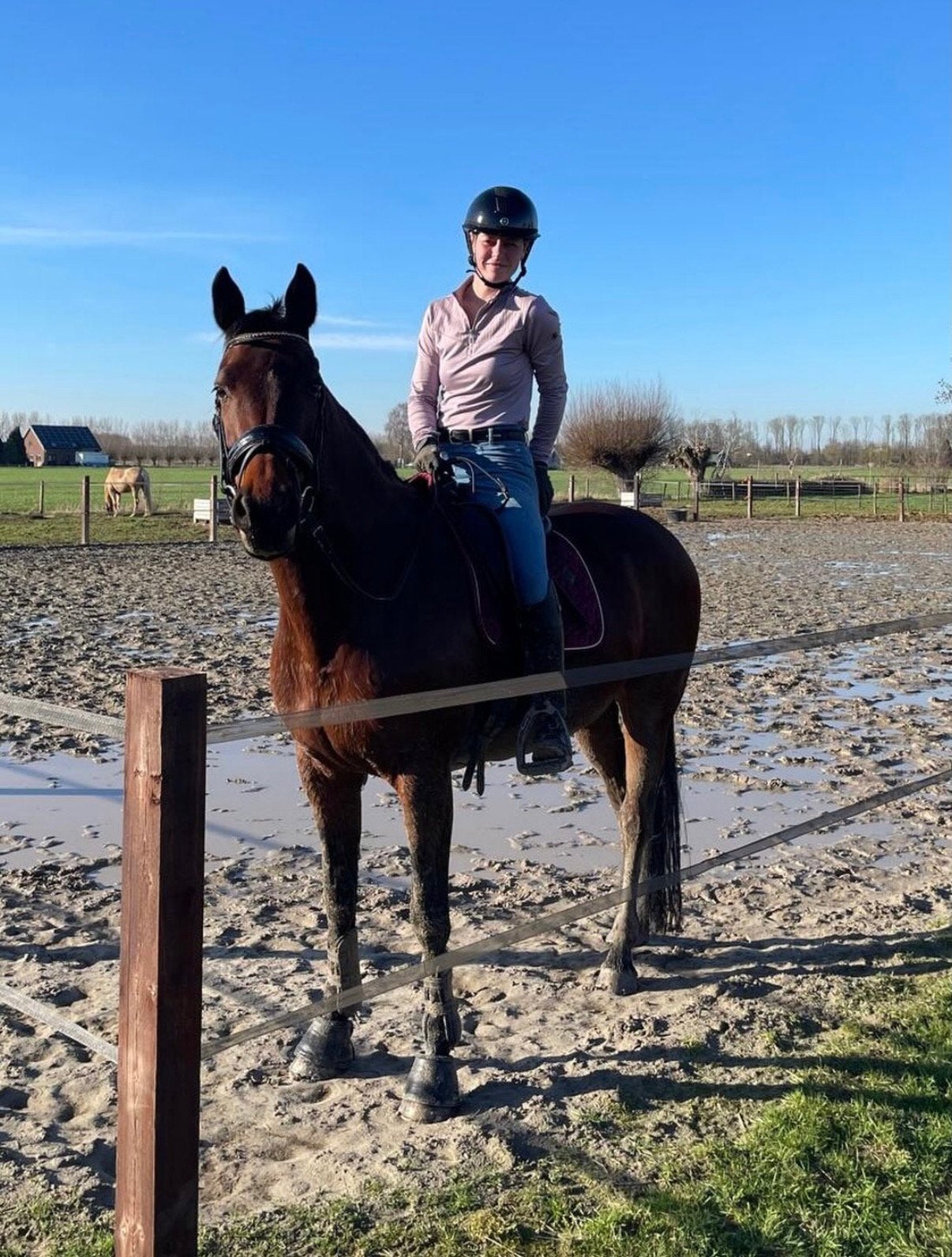 Gezocht!, Dieren en Toebehoren, Dressuurpony, Zadelmak, 3 tot 6 jaar, D pony (1.37m tot 1.48m)