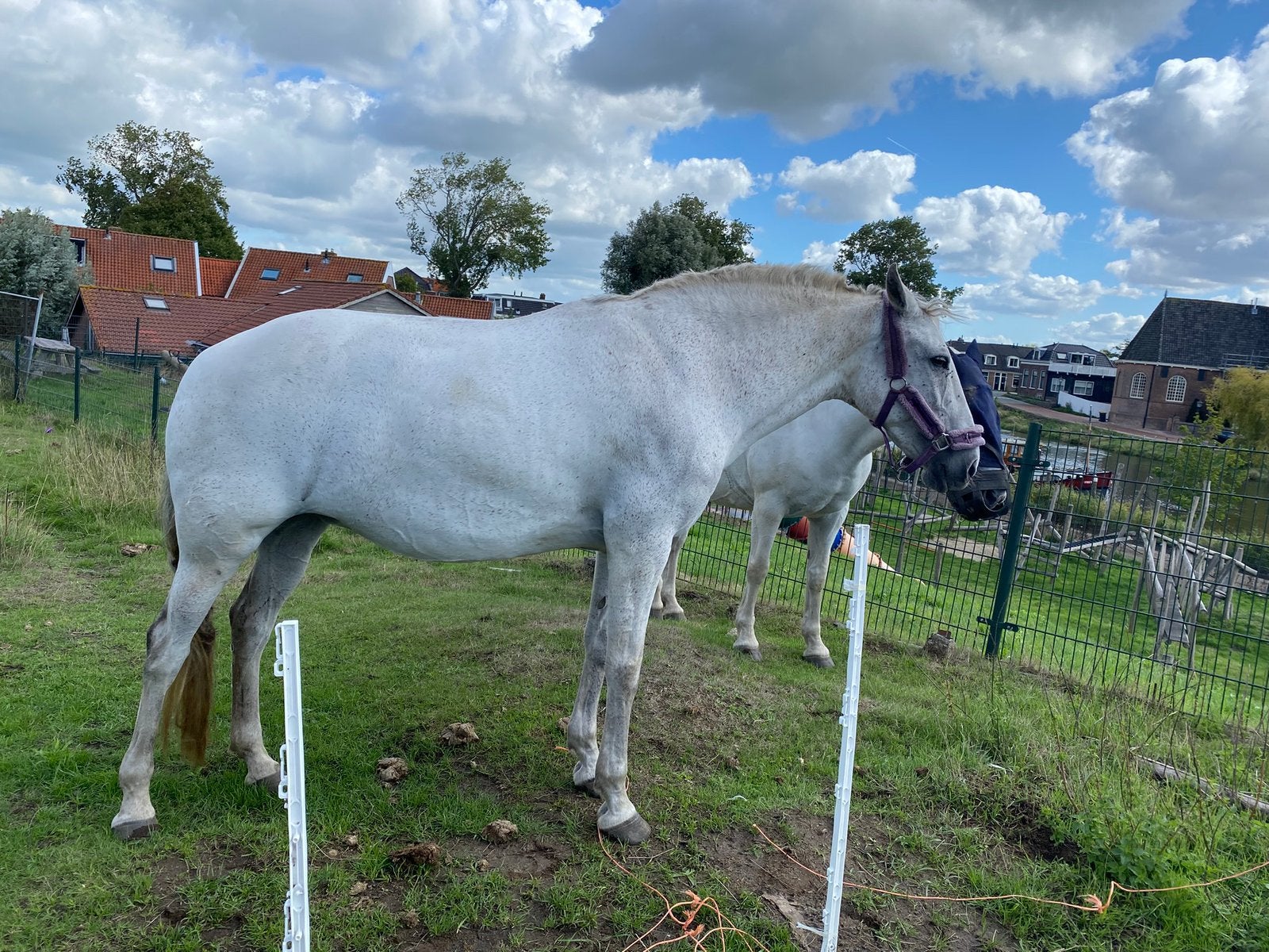 Zeer lieve cruzado (lusitano) merrie, Dieren en Toebehoren, Merrie