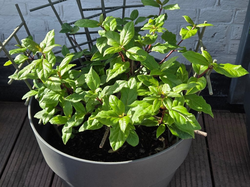 Prachtige set terrasplanten: Fuchsia & Japanse Hulst, Vaste plant, Halfschaduw, Zomer, Ophalen
