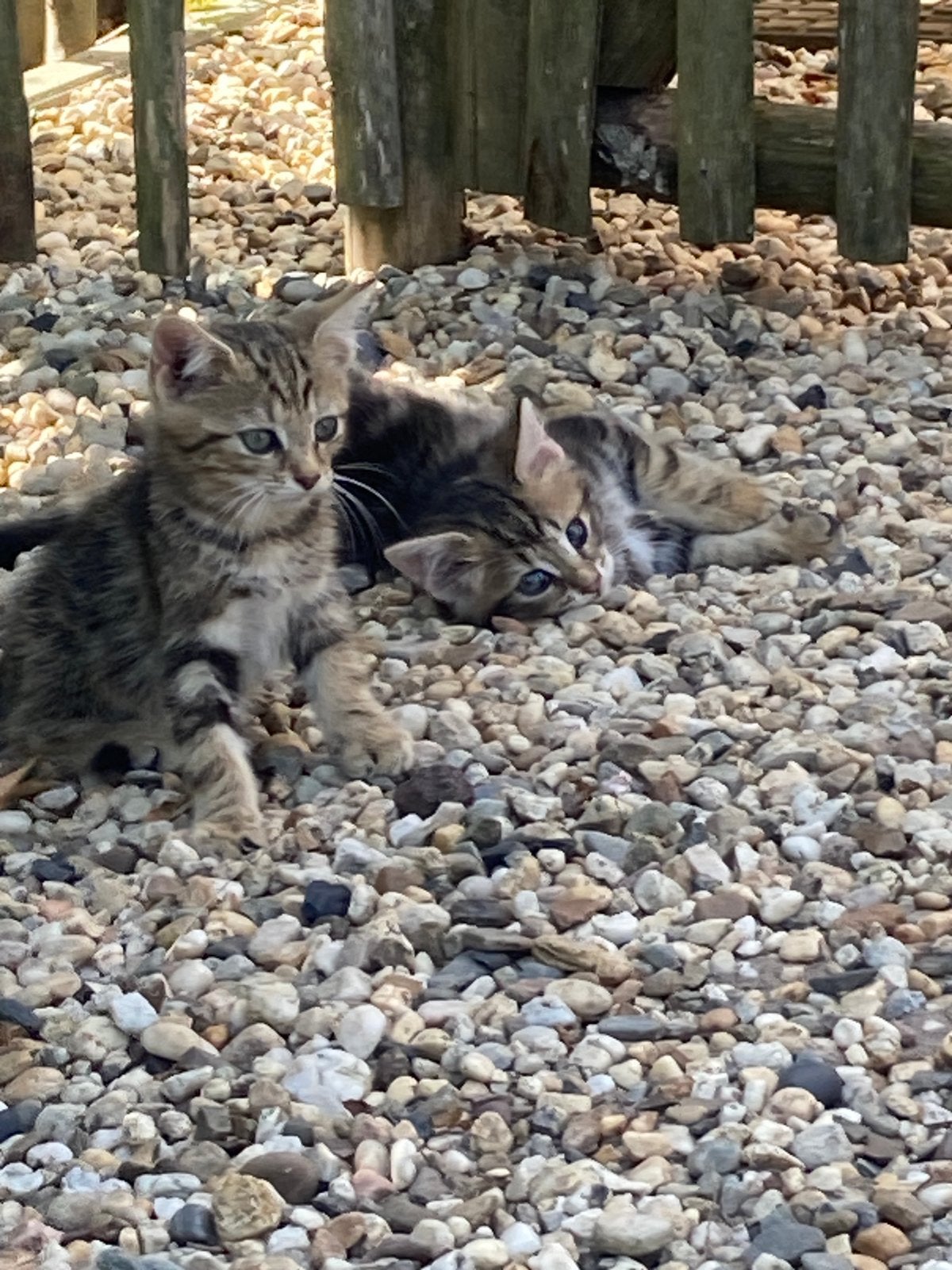 Mooie en lieve kittens te koop, Dieren en Toebehoren, Meerdere dieren