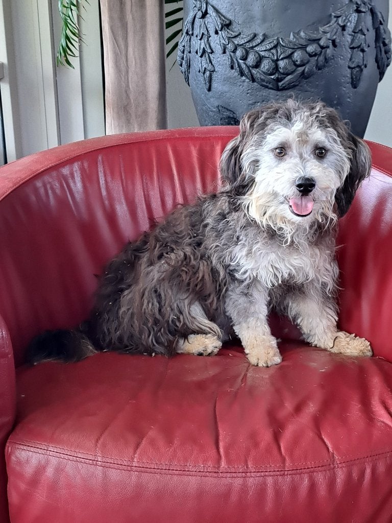 KNAPPE BOOMER  PUP, Dieren en Toebehoren, Honden | Chihuahua's en Gezelschapshonden, Parvo, Nederland, 15 weken tot 1 jaar, Eén hond