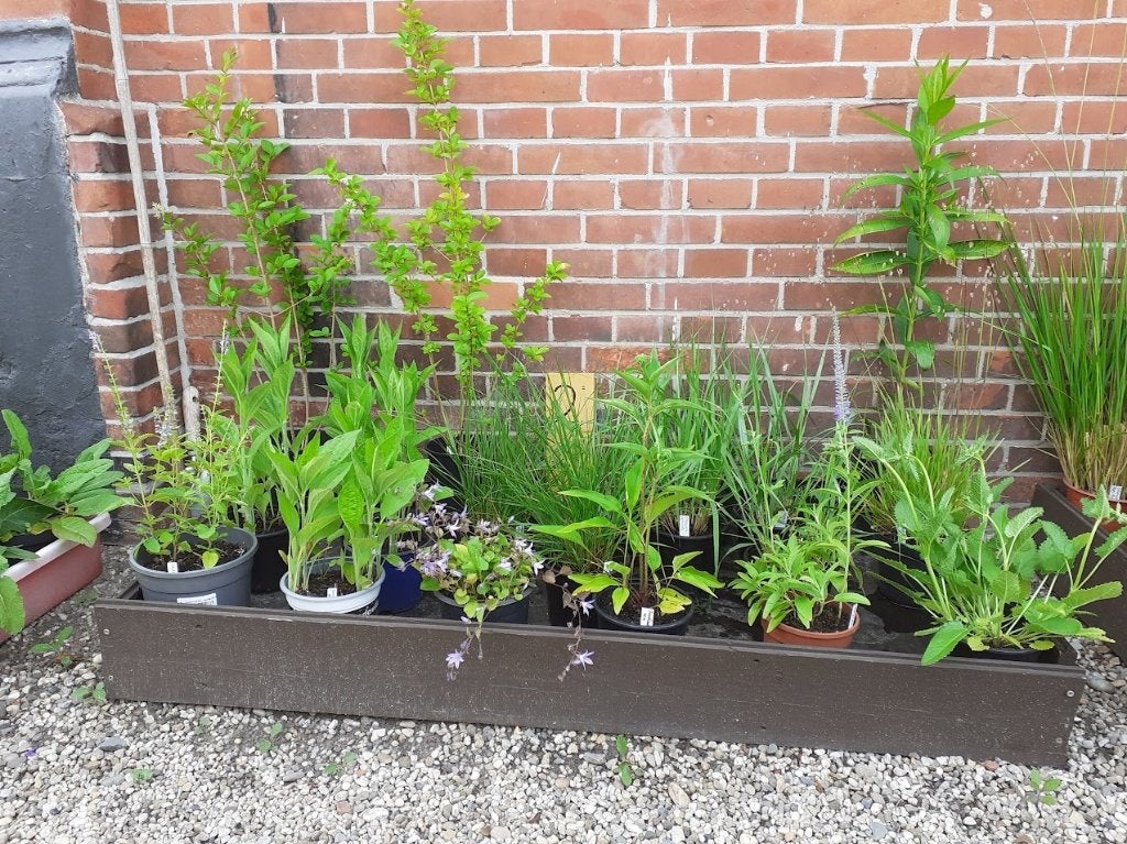 Vaste planten; o.a. hosta, salvia, siergras, Ophalen of Verzenden, Overige soorten, Halfschaduw