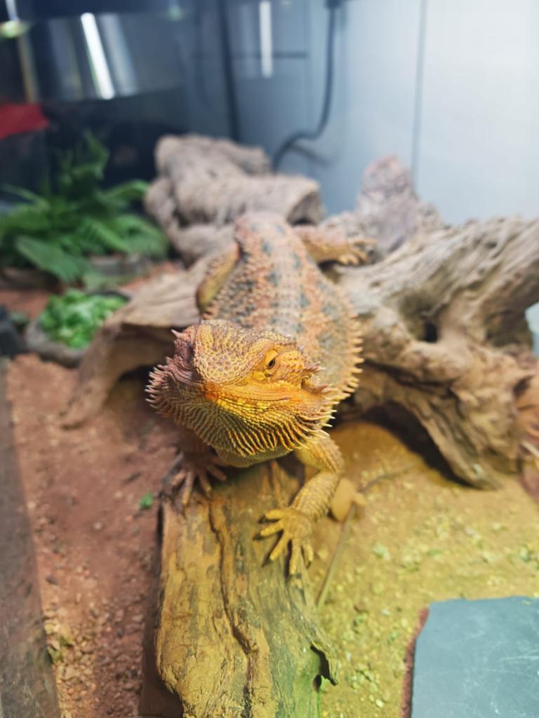 Baardagaam man Bearded Dragon - male for sale from Romy