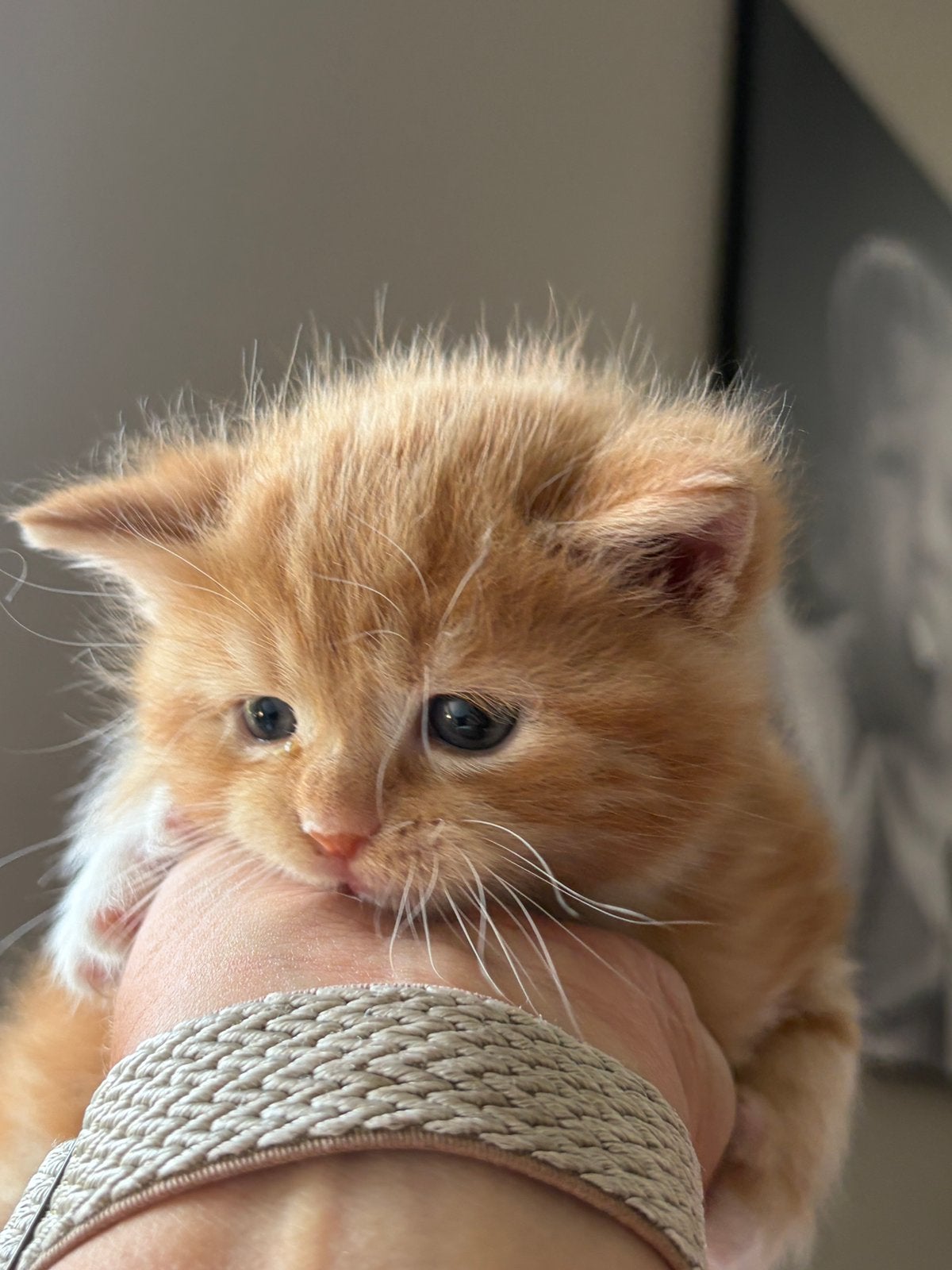 Prachtige Maine Coon  Britse korthaar kittens, Dieren en Toebehoren, Poes, Ontwormd, 0 tot 2 jaar