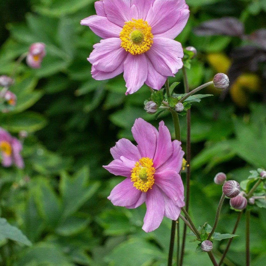 Anemone tomentosa 'Robustissima' - Herfstanemoon te koop, Tuin en Terras, Planten | Tuinplanten, Ophalen, Vaste plant, Overige soorten