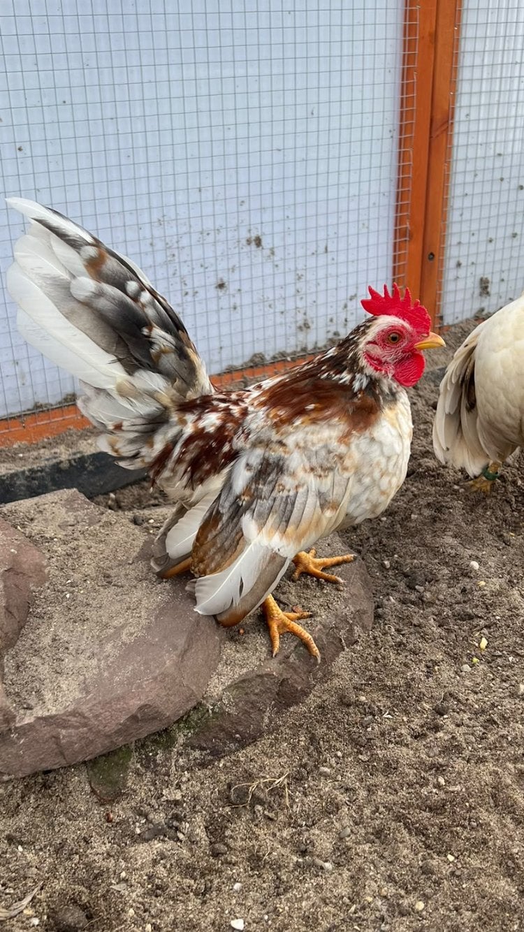 Gratis serama haantje, Dieren en Toebehoren, Mannelijk, Kip
