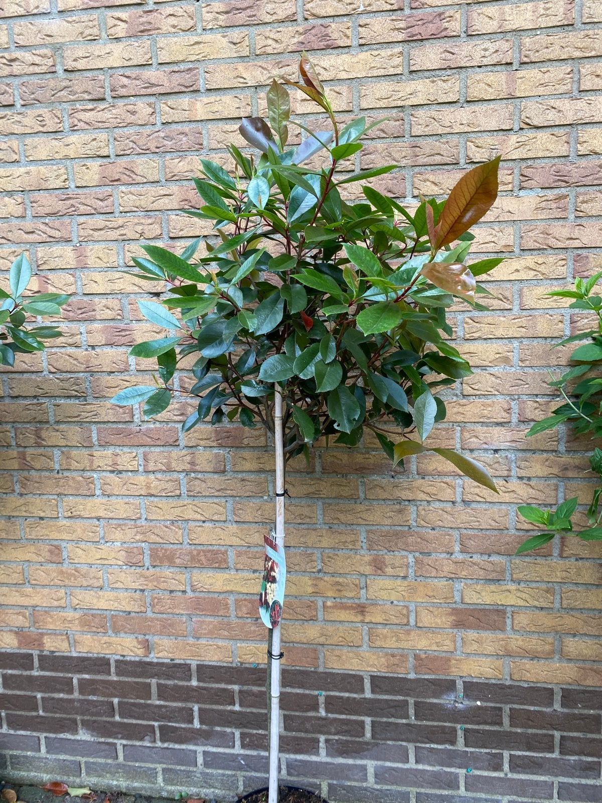 Photinia red robin. Glansmispel op stam van 90 cm, Ophalen, Overige soorten, Halfschaduw