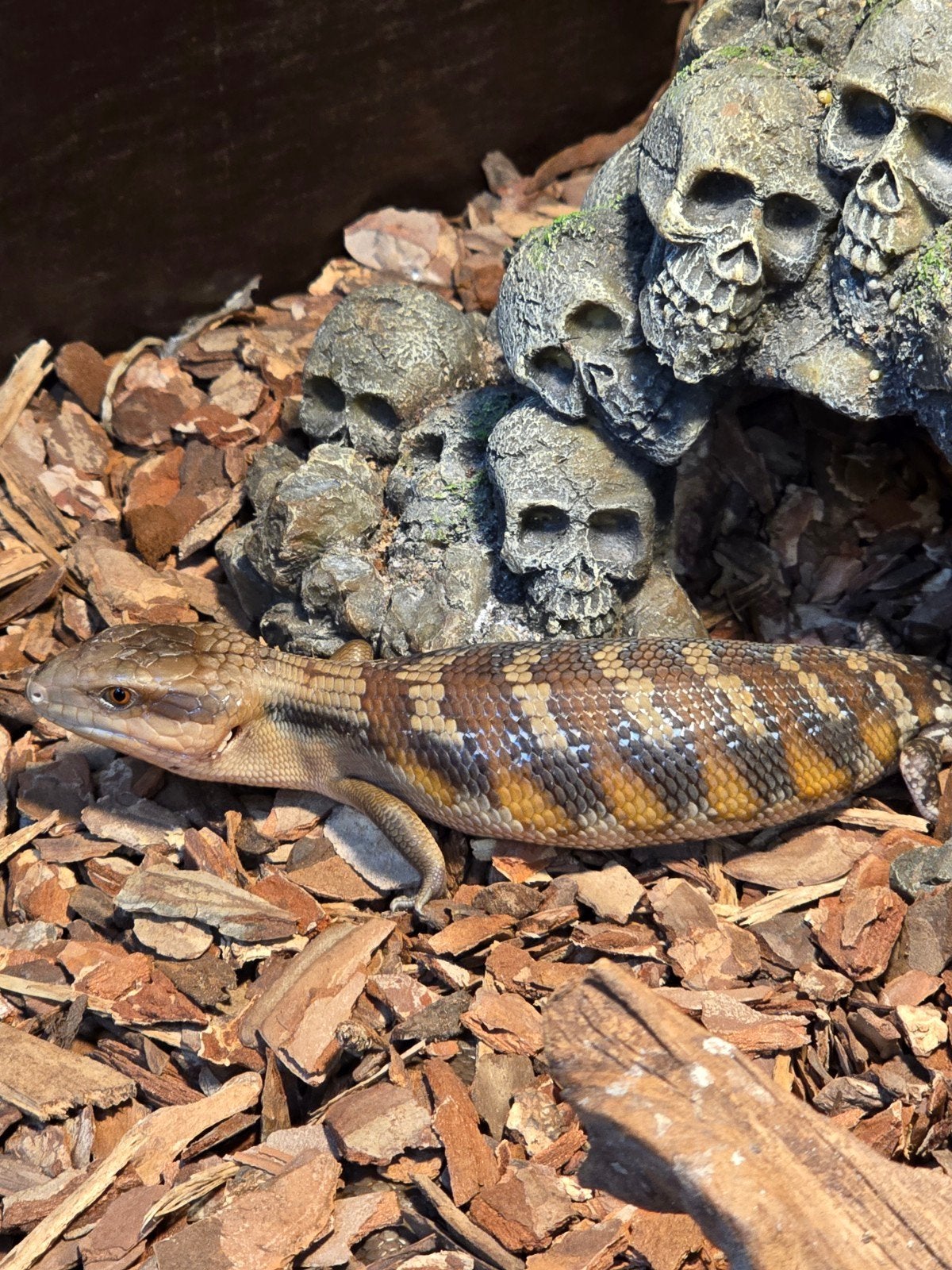 Prachtige Noordelijke blauwtongskinken (Tiliqua scincoides i, 0 tot 2 jaar