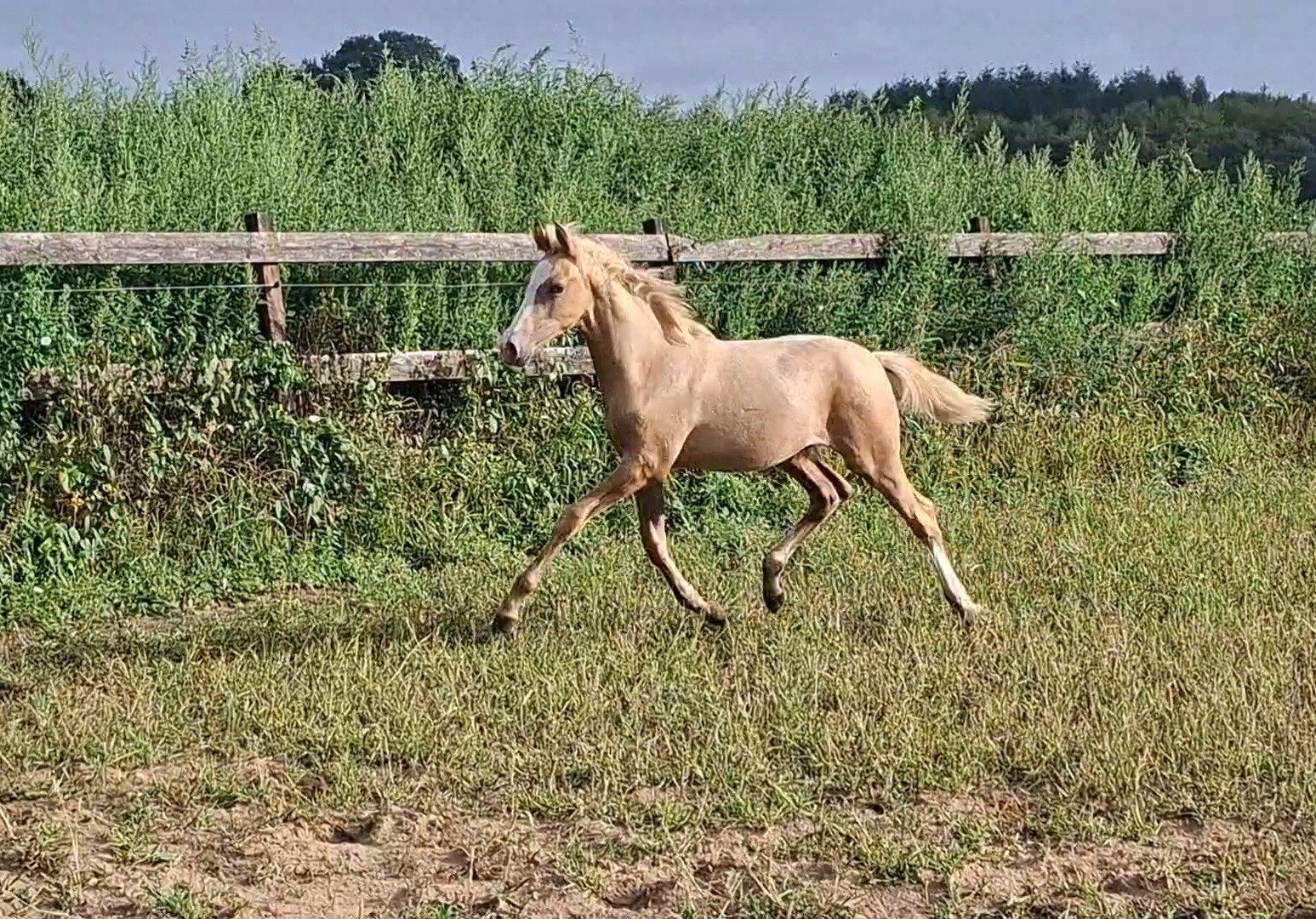Prachtige palomino van Don Cremello du Bois