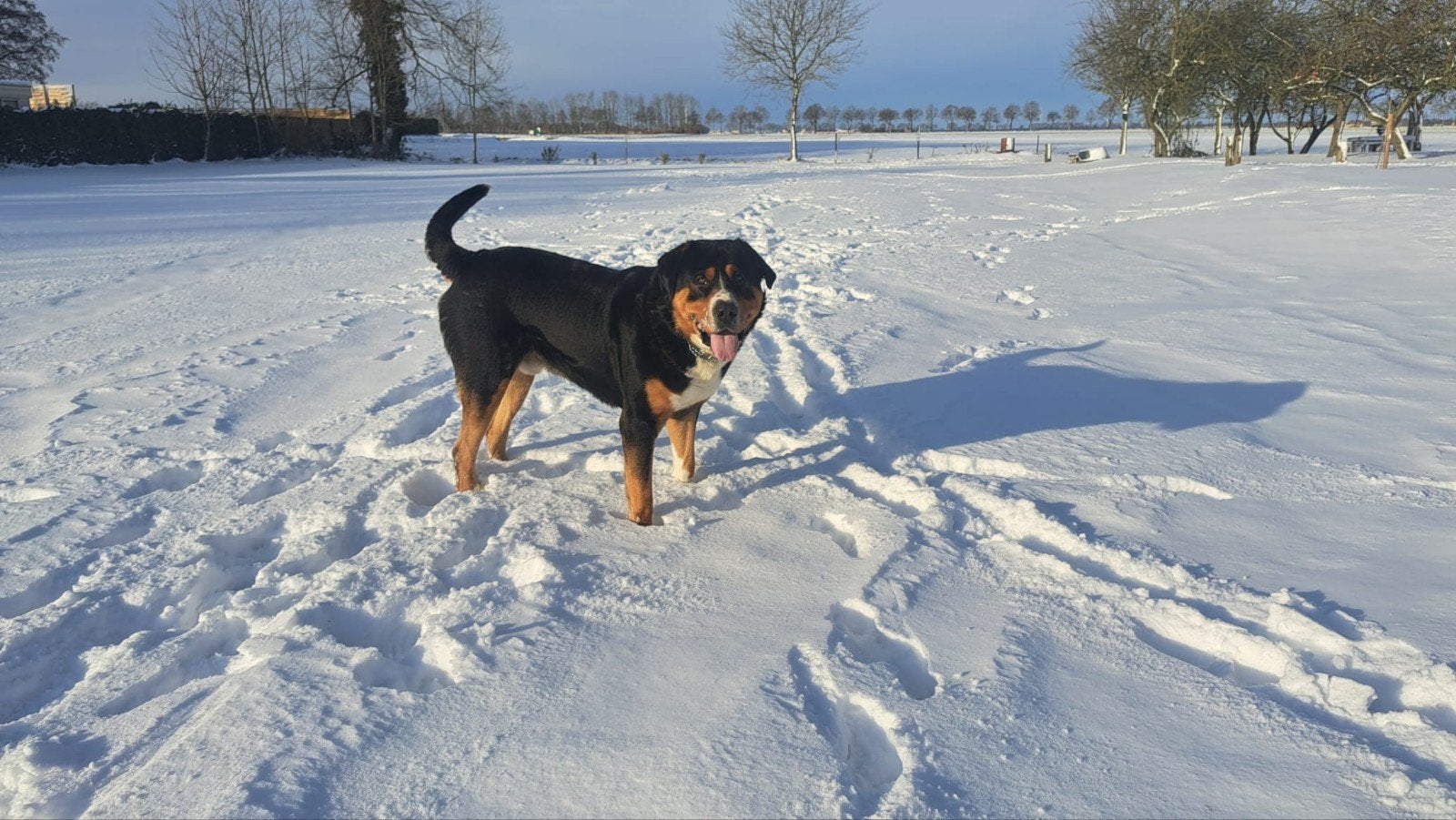 Grote Zwitserse sennenhond kruising Rottweiler, Reu, 1 tot 2 jaar, Eén hond, Nederland