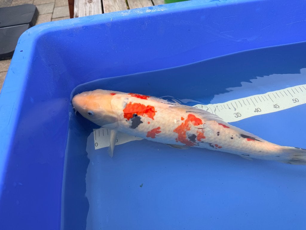 Sanke ruim 55 cm - Moet weg, Karper of Koi