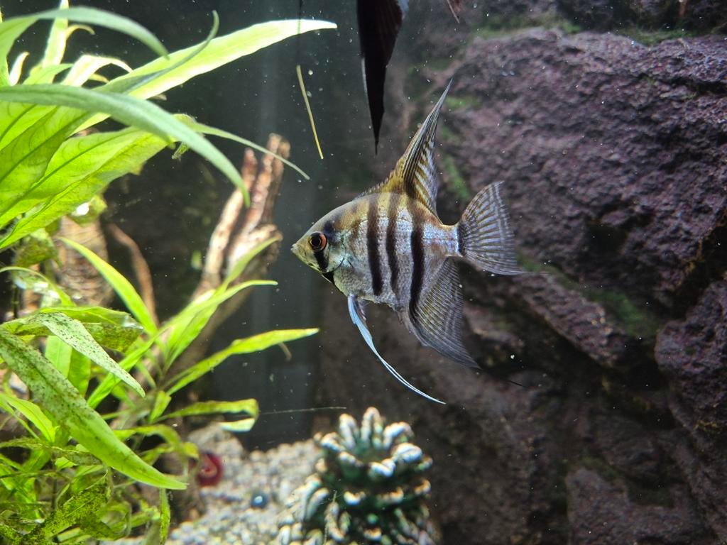 Maanvissen, tetra's en roodkopzalmen, Dieren en Toebehoren, Vissen | Aquariumvissen, Vis, Zoetwatervis, Schoolvis