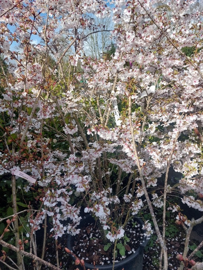 Prunus 'the bride', Tuin en Terras, Planten | Bomen, Ophalen, Halfschaduw, Overige soorten, Lente