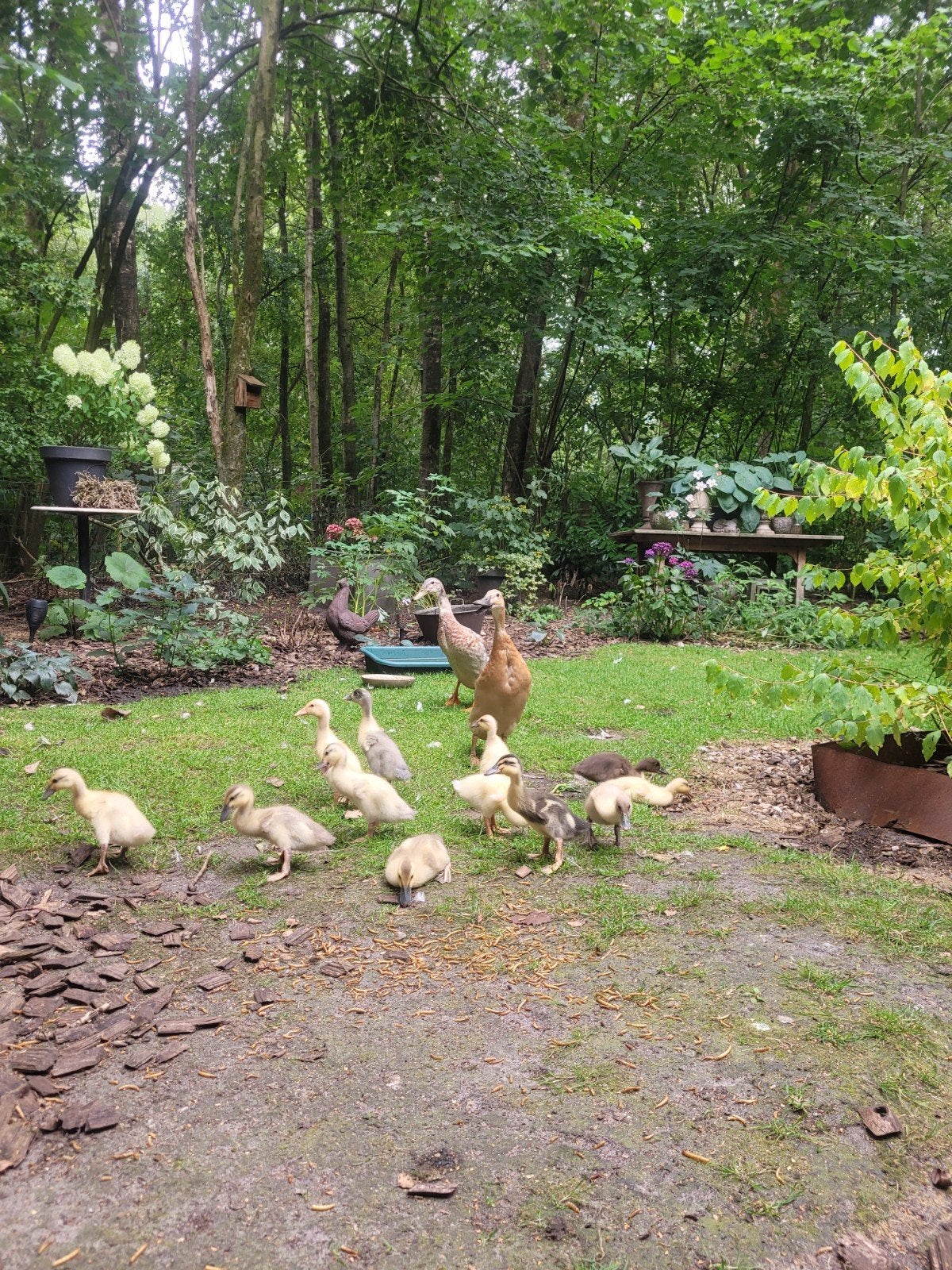 Loopeenden kuikens, Meerdere dieren, Eend