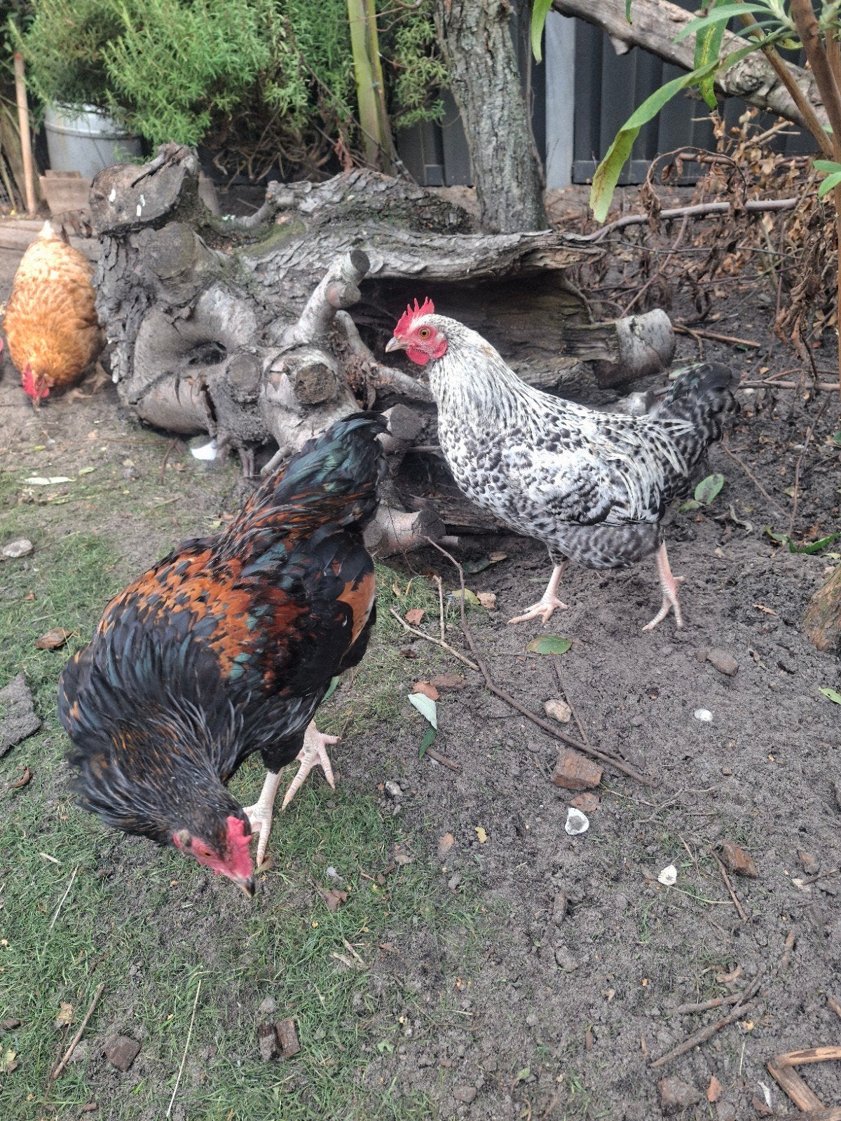 2 jonge hanen., Mannelijk, Kip