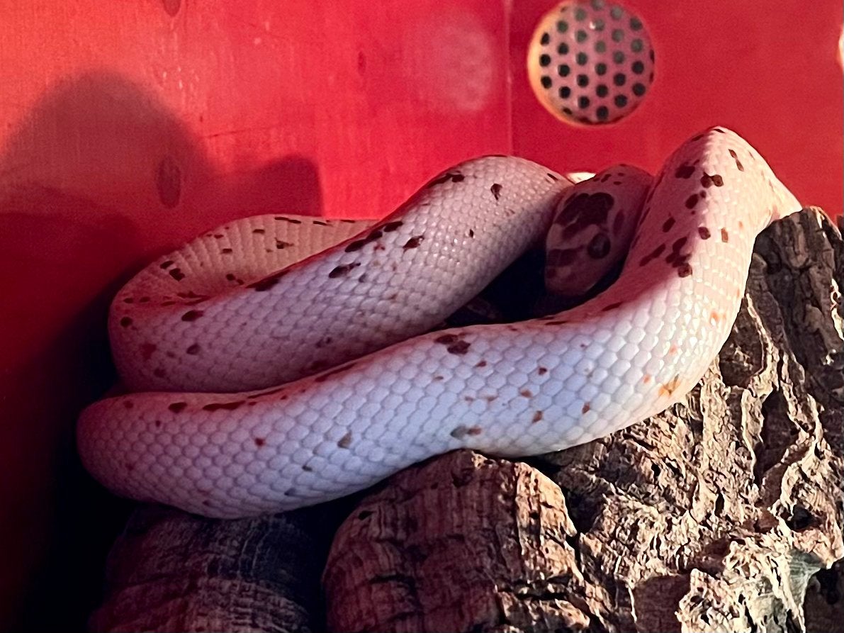 0.1 guttatus palmetto tessera het caramel, Dieren en Toebehoren, Slang, Tam, 3 tot 6 jaar