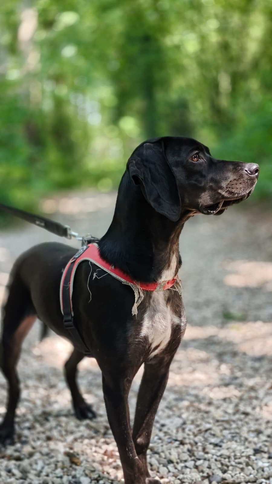 Weimeraner x Doberman hond, Dieren en Toebehoren, 15 weken tot 1 jaar, Reu, Parvo, Eén hond