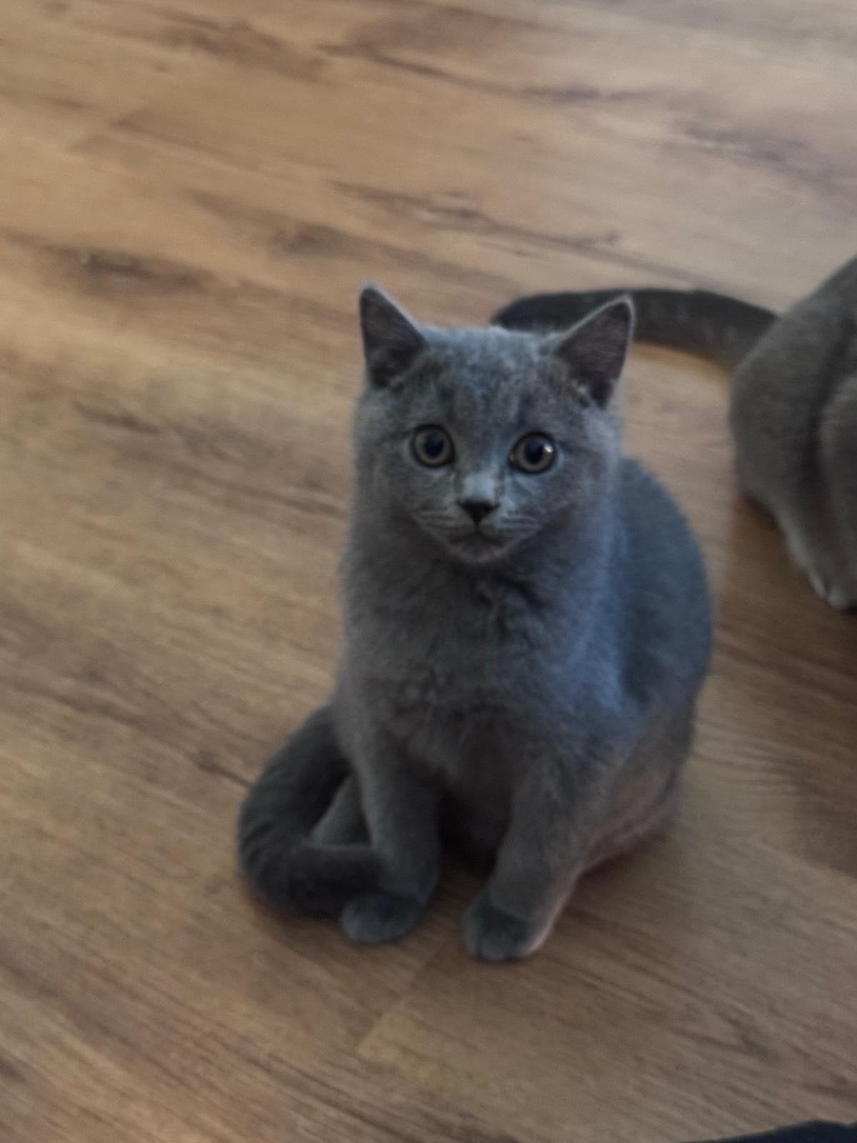 2  lieve Britse korthaar kittens( katertjes) Diemen, Dieren en Toebehoren, Kater, 0 tot 2 jaar